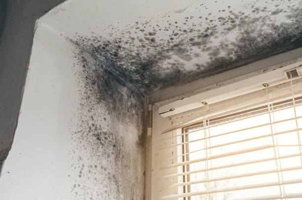 Mold Removal service in Akron